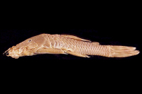 Ancistrus occloi, holotype, lateral