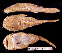 Bild 3: Ancistrus occloi, holotype