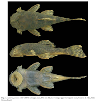 Bild 3: Ancistrus parecis, MCP 35570, holotype, male, 59.5 mm SL; rio Formiga, upper rio Tapajós basin, Campos de Júlio, Mato Grosso, Brazil