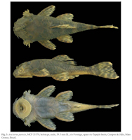 Pic. 3: Ancistrus parecis, MCP 35570, holotype, male, 59.5 mm SL; rio Formiga, upper rio Tapajós basin, Campos de Júlio, Mato Grosso, Brazil