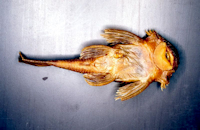 Bild 3: Ancistrus piriformis, Paratype, ventral