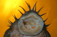 Pic. 18: Ancistrus ranunculus (L 34)