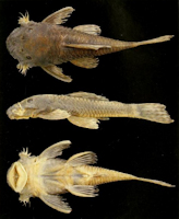 Bild 3: Ancistrus reisi, Holotype, male, 60.8 mm, córrego das Dores