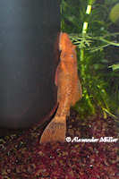 Pic. 4: Ancistrus sp. "Schildpatt-Orange"