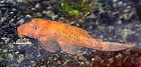 Bild 3: Ancistrus sp. "Schildpatt-Orange"