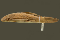 Ancistrus spinosus, Holotype, lateral