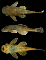 Pic. 3: Ancistrus tobador, Holotype, male, 62.8 mm, igarapé Ribeirão Preto