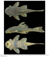 foto 3: Ancistrus verecundus, MCP 35572, holotype, male, 53.7 mm SL; igarapé Piracolina, upper rio Madeira basin, Vilhena, Rondônia, Brazil
