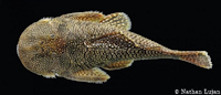 Bild 3: Andeancistrus eschwartzae