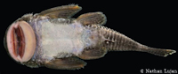 рис. 4: Andeancistrus eschwartzae