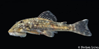 Bild 5: Andeancistrus platycephalus, juvenil