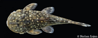 Bild 6: Andeancistrus platycephalus, juvenil