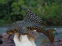 Bild 1: Baryancistrus isaaci, uncatalogued specimen, from Cachoeira da Enseada, Oriximiná, Pará, Brazil Baryancistrus isaaci, uncatalogued specimen, from Cachoeira da Enseada, Oriximiná, Pará, Brazil