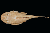 Pic. 3: Baryancistrus longipinnis, Holotype, dorsal