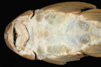 Bild 4: Baryancistrus longipinnis, Holotype, ventral