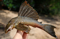 Bild 1: Baryancistrusquilombola, INPA-ICT 52435, paratype, 119.4 mm SL, from rio Trombetas, Oriximiná, Pará Baryancistrusquilombola, INPA-ICT 52435, paratype, 119.4 mm SL, from rio Trombetas, Oriximiná, Pará