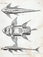 рис. 3: Brochiloricaria macrodon