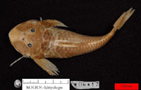рис. 5: Chaetostoma aequinoctiale, Holotype, MNHN-IC-1904-0017