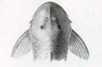 рис. 3: Chaetostoma branickii - Kopf dorsal
