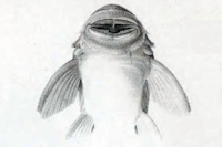Bild 4: Chaetostoma branickii - Kopf ventral