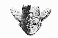 рис. 3: Chaetostoma guairense