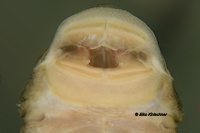Chaetostoma loborhynchos