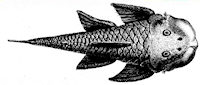 рис. 3: Chaetostoma loborhynchos