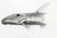 Bild 4: Chaetostoma nudirostre (L 188)