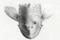рис. 5: Chaetostoma nudirostre (L 188)