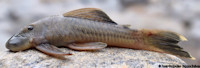 рис. 3: Chaetostoma sp. "Río Anori"