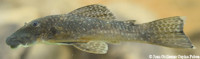 рис. 5: Chaetostoma sp. "Río Anori"