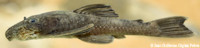 Bild 6: Chaetostoma sp. "Río Anori"