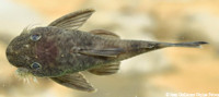 Bild 8: Chaetostoma sp. "Río Anori"