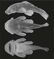Bild 3: Holotype. MUSM 33341, 119.7 mm SL