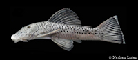 Chaetostoma trimaculineum