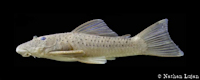 Pic. 4: Chaetostoma trimaculineum