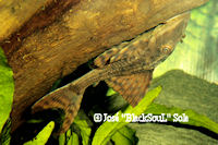 Bild 3: Cochliodon sp./Hypostomus sp. "Bolivien"