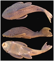 Pic. 3: Cochliodon dardanelos Holotypes 