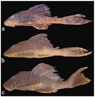 foto 4: Cochliodon dardanelos Paratypes 