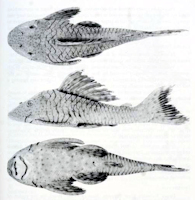 foto 3: Cochliodon ericae, sp. n. MNRJ 27861, holotype (164.3 mm SL)