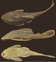 Pic. 3: Cochliodon khimaera/Hypostomus khimaera