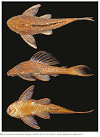 Bild 3: Hypostomus/Cochliodon kopeyaka, Holotype, MZUSP 78764, 226,1 mm SL