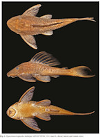 рис. 3: Hypostomus/Cochliodon kopeyaka, Holotype, MZUSP 78764, 226,1 mm SL