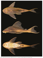 рис. 4: Hypostomus kopeyaka, MZSUP 92330, 167 mm SL