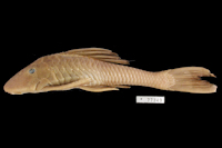 Hypostomus levis = Cochliodon levis = Rhinelepis levis; Holotpye