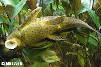рис. 3: Cochliodon macushi/Hypostomus macushi (L 303)