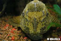 Bild 6: Cochliodon macushi/Hypostomus macushi (L 303)