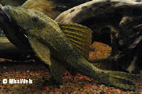 foto 7: Cochliodon macushi/Hypostomus macushi (L 303)