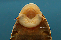 Bild 5: Cochliodon basilisko/Hypostomus basilisko