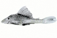 Hypostomus paucipunctatus sp. n., MZUSP 82271, holotype (177.1 mm SL)